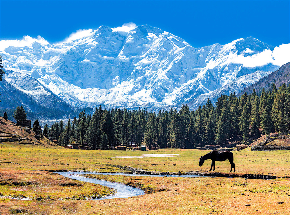 仙境草甸&南迦帕尔巴特峰（Fairy Meadows&the view of Nanga Parbat）